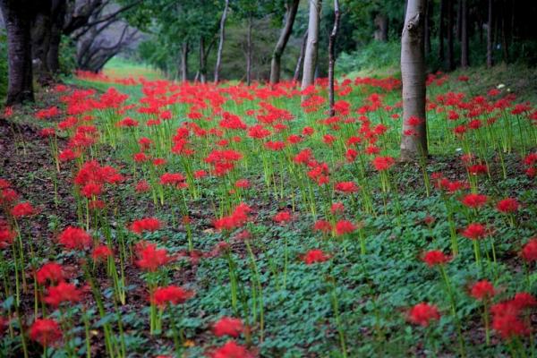 9月中旬には彼岸花が咲きます