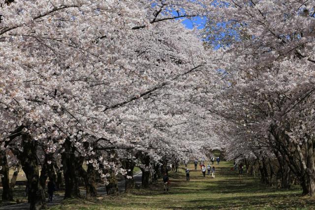 みやぎ千本桜の森