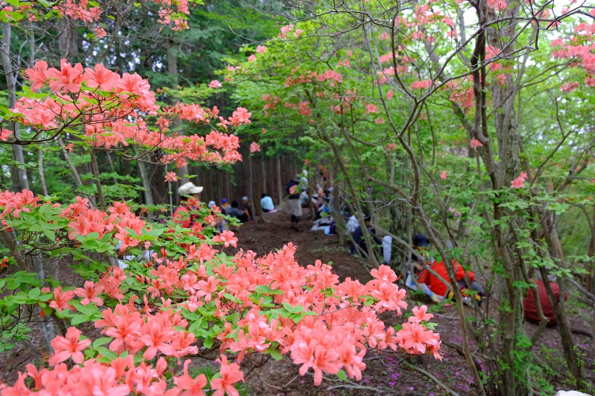 粕川町つつじが峰トレッキング イベント 前橋の観光 旅行情報サイト 前橋まるごとガイド
