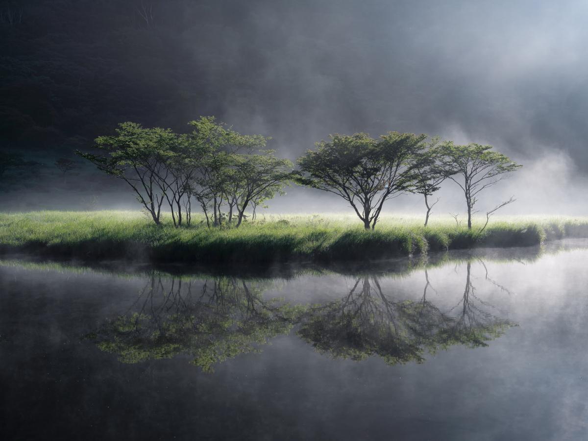 霧に映えるシンボルツリー