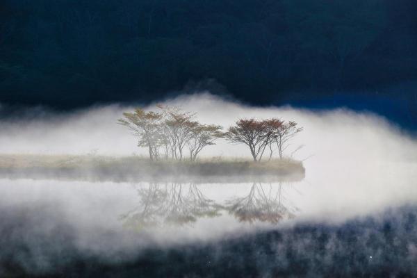 霧に浮かぶシンボルツリー