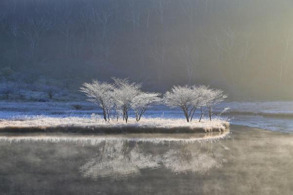 放射冷却の霧氷で白くなったシンボルツリー