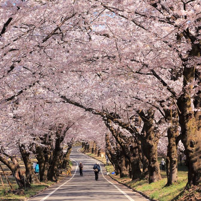 春の赤城南麓で自転車旅(約20キロ)