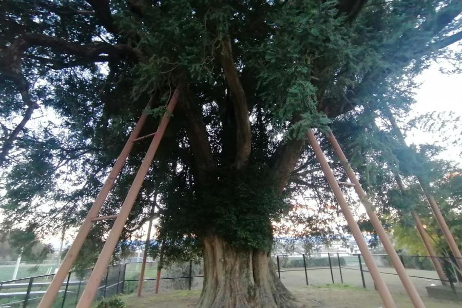 横室の大カヤ