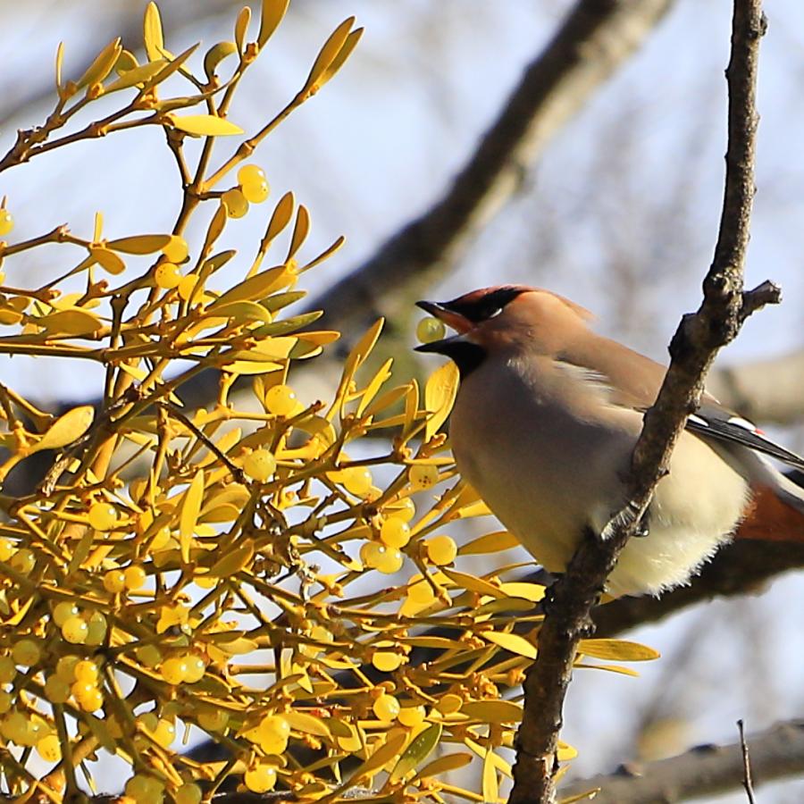 日本キャンパック大室公園の冬鳥観察