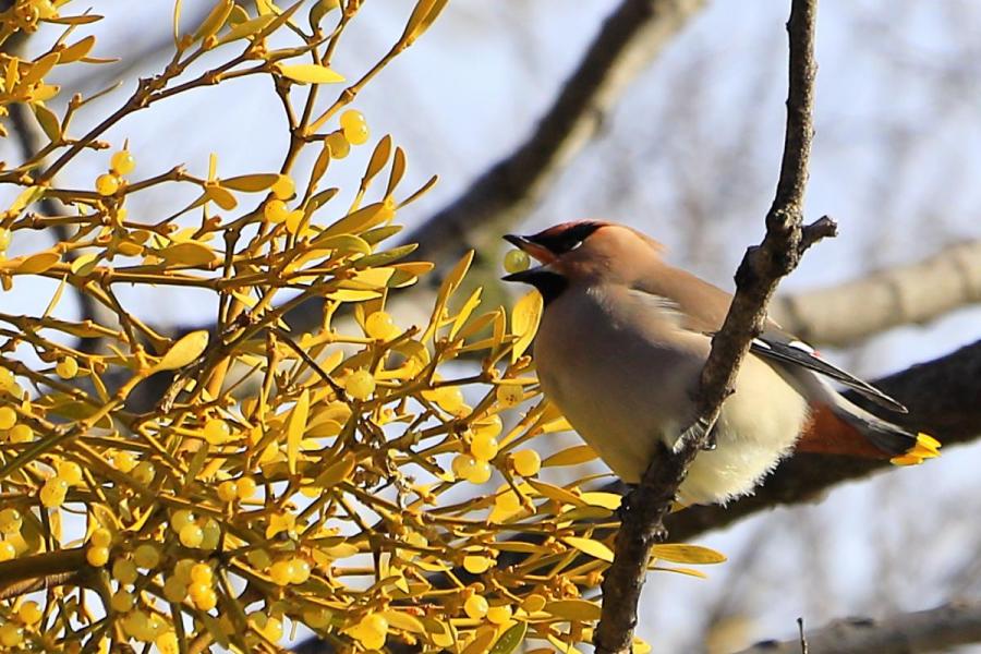 日本キャンパック大室公園の冬鳥観察