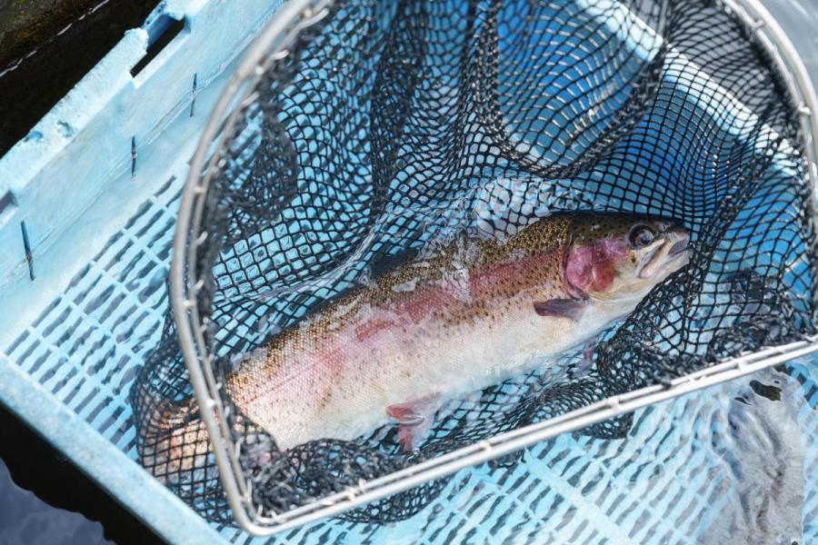 ●【ルアー釣りスクール】ルアーを投げて虹鱒を釣る[ゼロから始める]