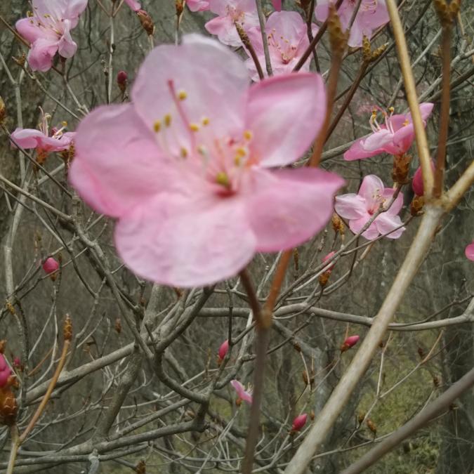 赤城山 春一番の花・アカヤシオの観察会