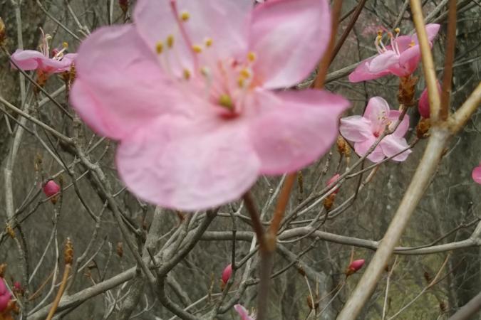 赤城山 春一番の花・アカヤシオの観察会