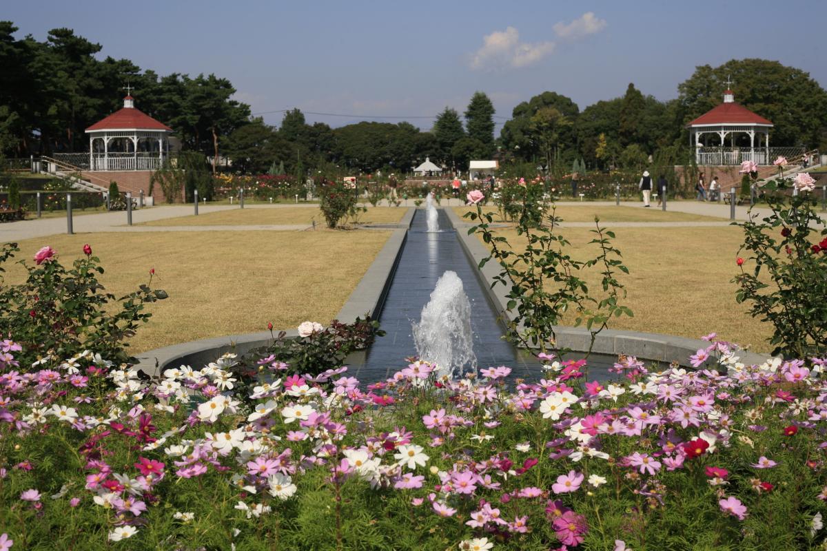 敷島公園門倉テクノばら園 観光 体験 前橋の観光 旅行情報サイト 前橋まるごとガイド