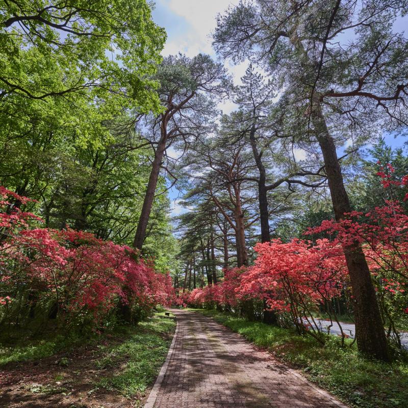 赤城神社（三夜沢町）参道松並木