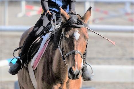 初めてでも大丈夫！「乗馬」・「ポニーの引き馬」体験