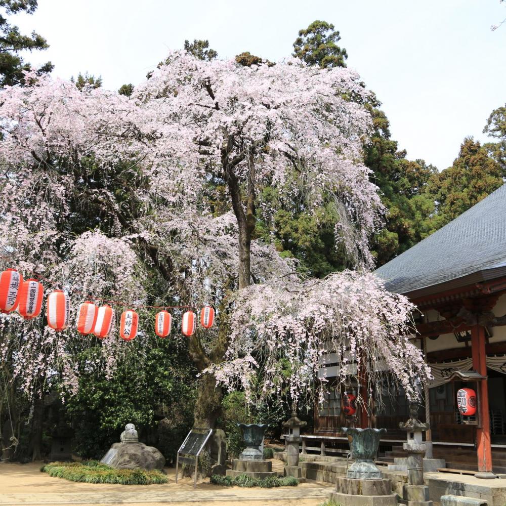 金剛寺