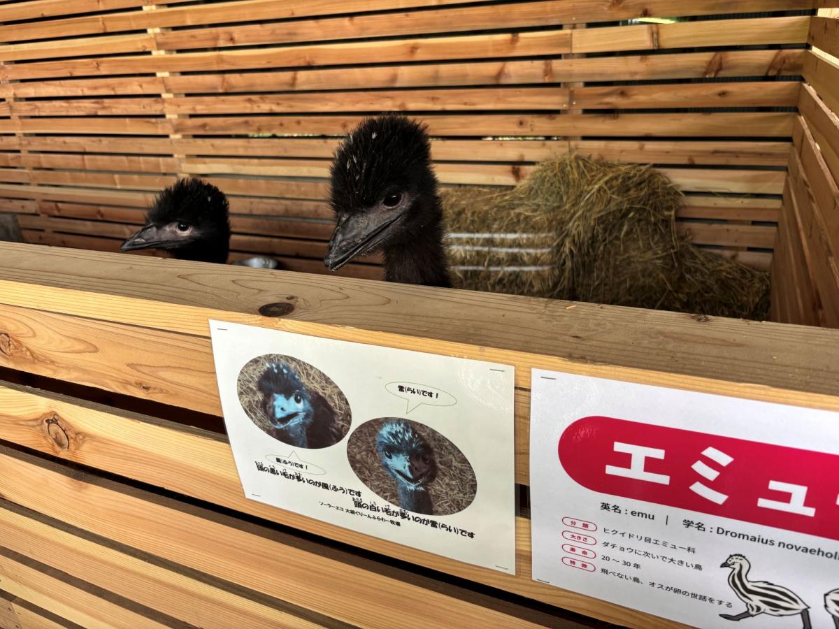 エミューとふれあえます