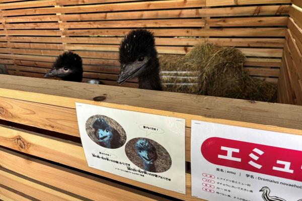エミューとふれあえます