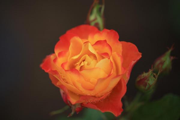 前橋市オリジナル品種「あかぎの輝き」は花弁の色がつぼみから満開になるにつれ変化していく珍しい品種です。