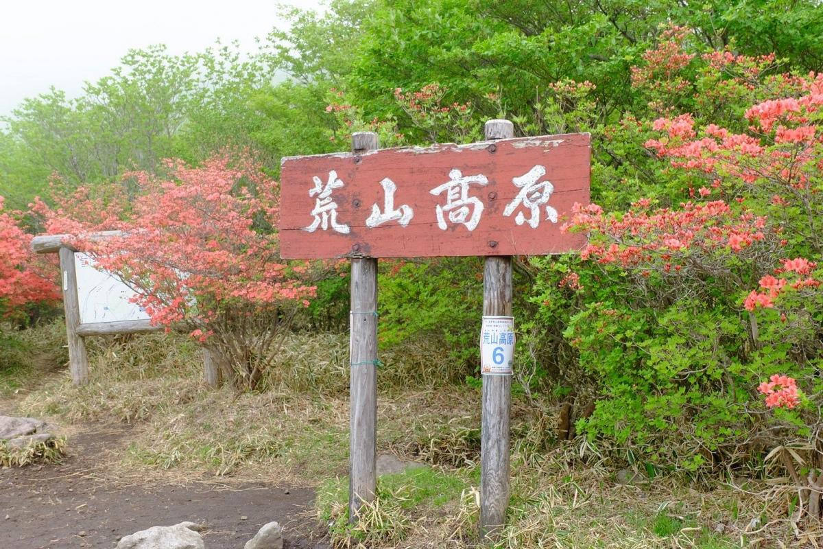 ツツジ咲く荒山高原