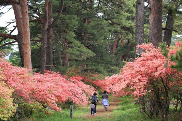 赤城神社（三夜沢町）参道松並木