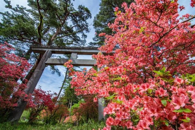 赤城神社（三夜沢町）参道松並木