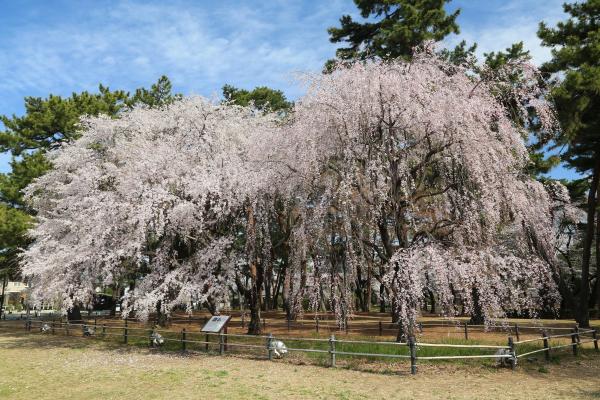 ソメイヨシノより先に枝垂れ桜が咲き始めます