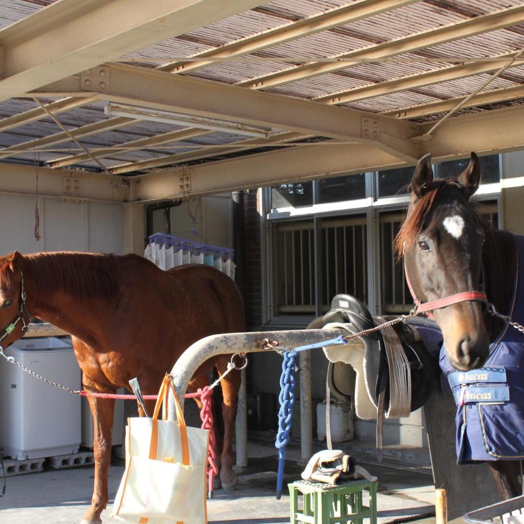 林牧場群馬県馬事公苑