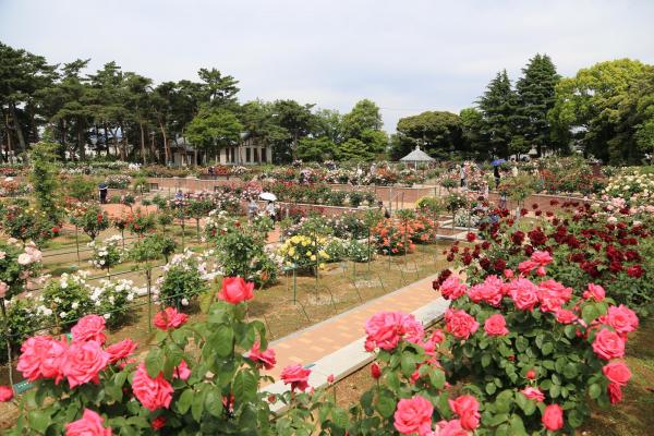 春のばら園まつり 令和3年度は中止となりました イベント 前橋の観光 旅行情報サイト 前橋まるごとガイド