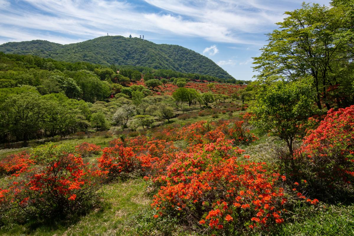 赤城山新緑 つつじweek 令和3年度は中止となりました イベント 前橋の観光 旅行情報サイト 前橋まるごとガイド