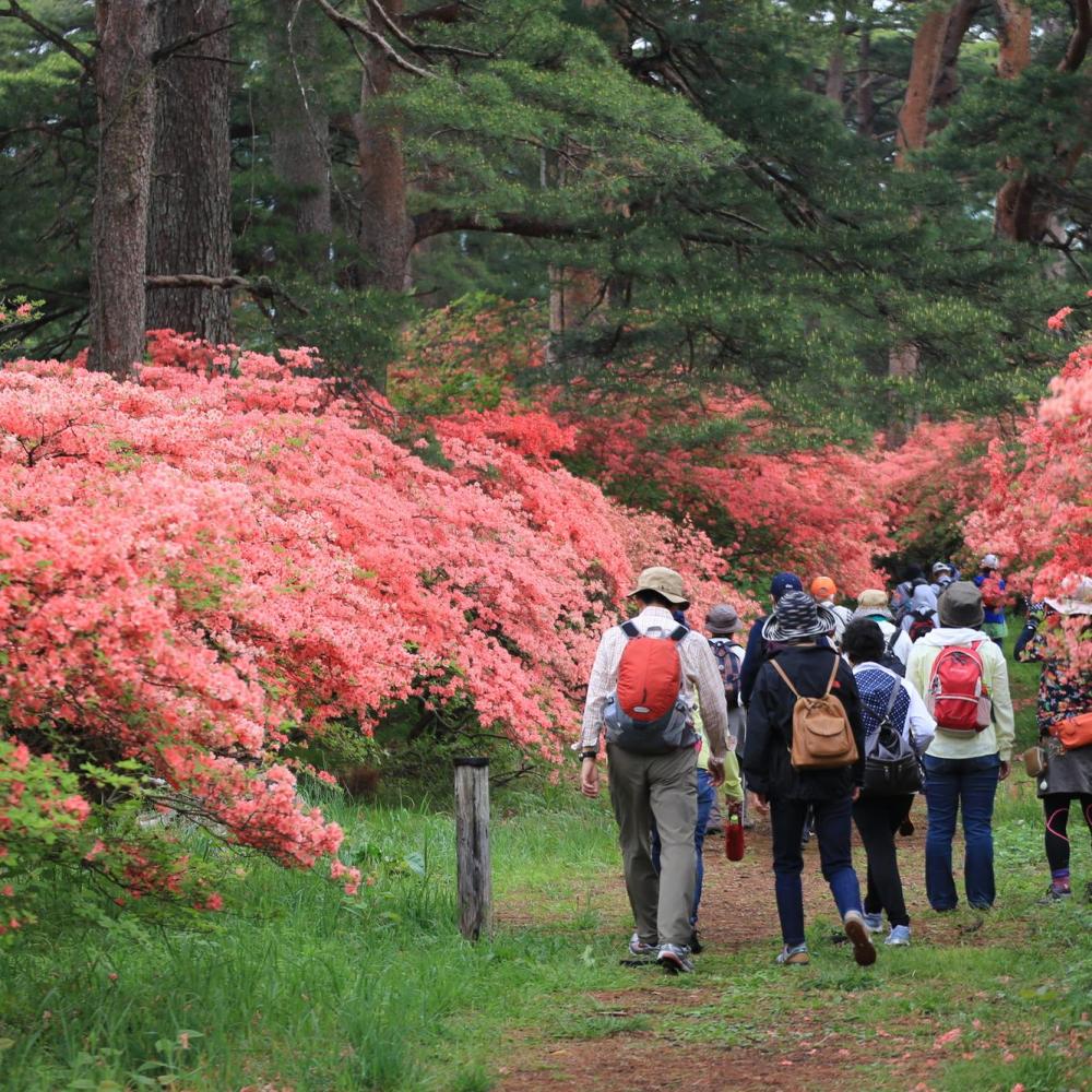 【満員御礼】赤城神社参道松並木とつつじの道ウォーキング