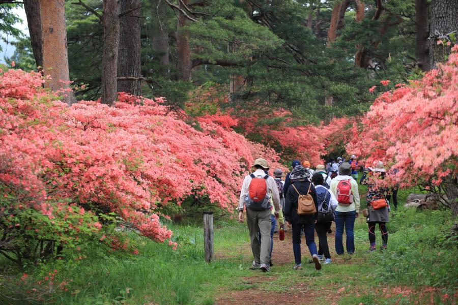 【満員御礼】赤城神社参道松並木とつつじの道ウォーキング