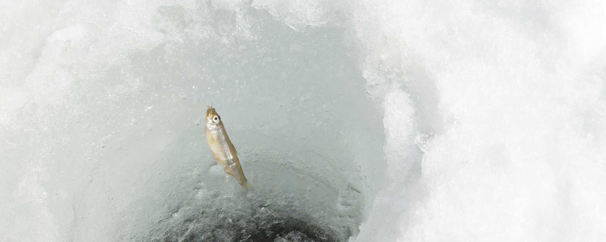 赤城大沼氷上ワカサギ釣りは3月21日(火･祝)まで!