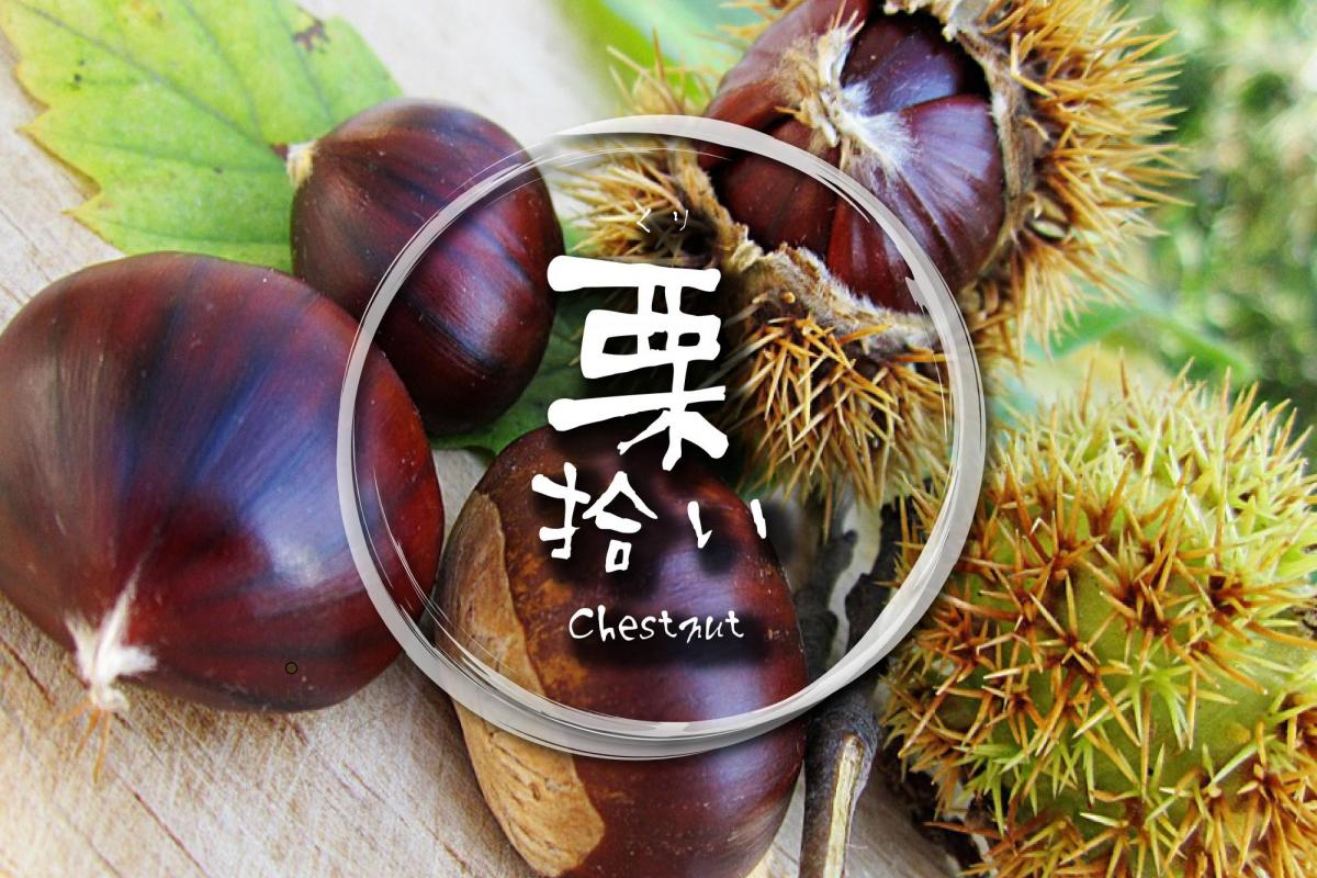 秋の味覚 栗拾いをしてみませんか