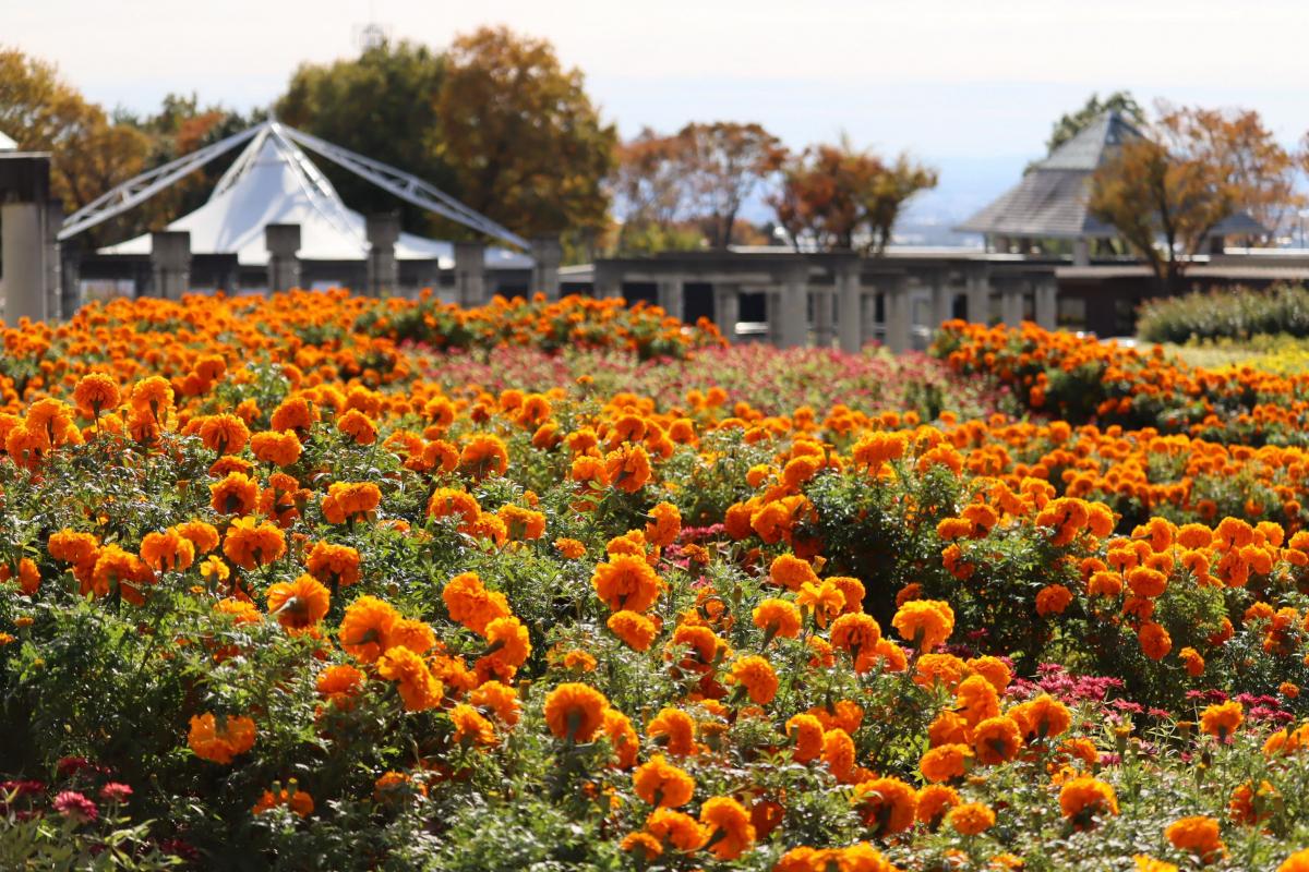 Gunma Flower Park+