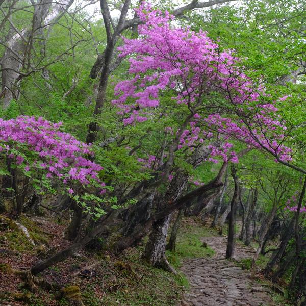 赤城山・小沼・トウゴクミツバツツジ