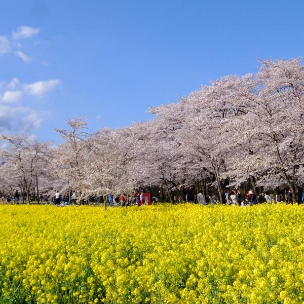 みやぎ千本桜の森公園1