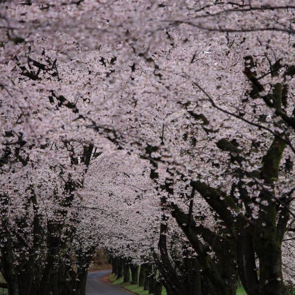 みやぎ千本桜の森公園5