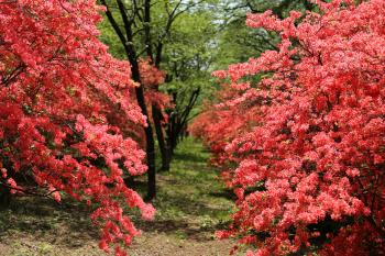 みやぎ千本桜の森公園8