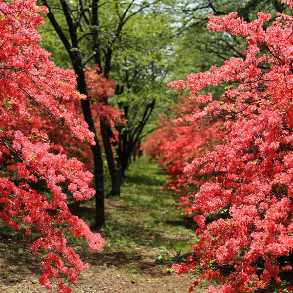 みやぎ千本桜の森公園8