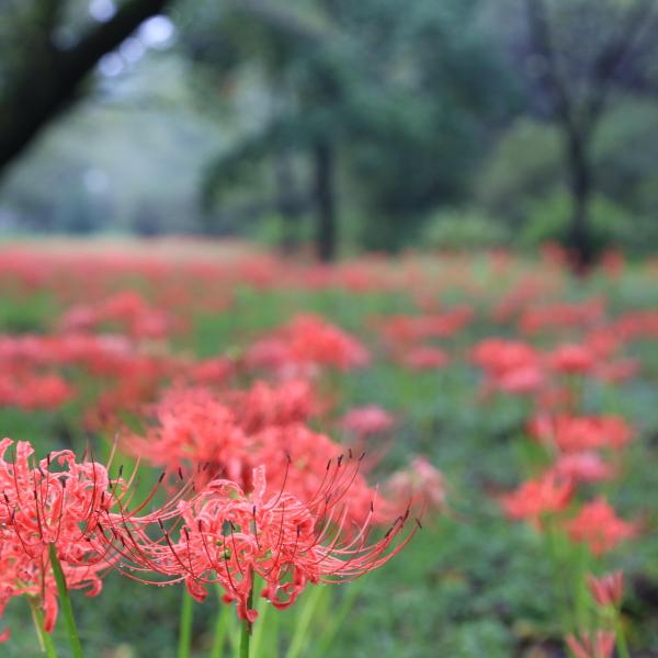 みやぎ千本桜の森公園10