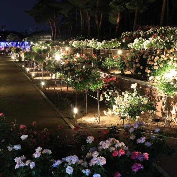 敷島公園門倉テクノばら園8