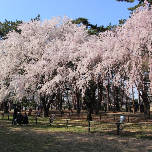 敷島公園2
