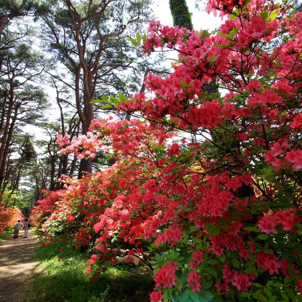 赤城神社参道松並木2