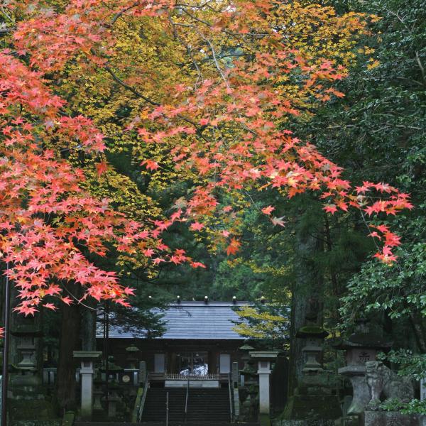 赤城神社・三夜沢町5