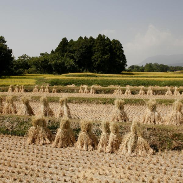 粕川町棚田2