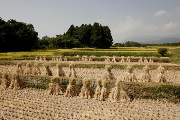 粕川町棚田2