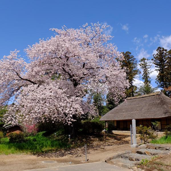 阿久沢家住宅　桜