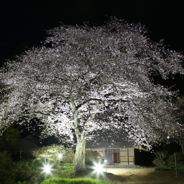 阿久沢家住宅　桜