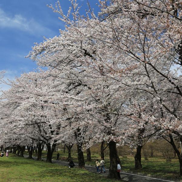みやぎ千本桜の森公園6