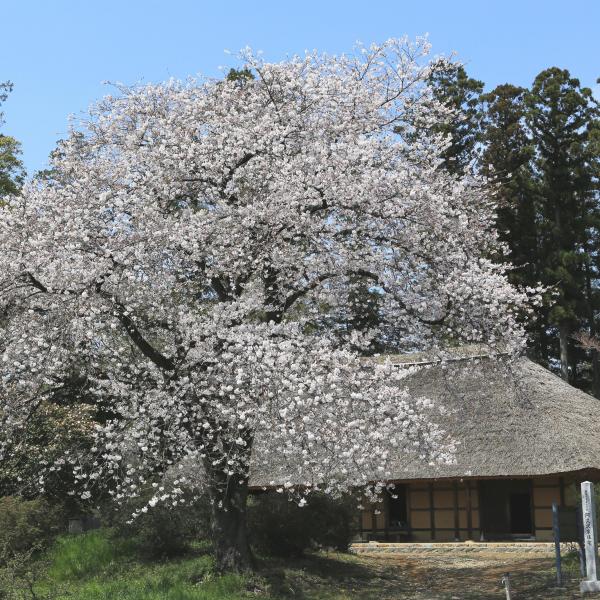 阿久沢家住宅　桜