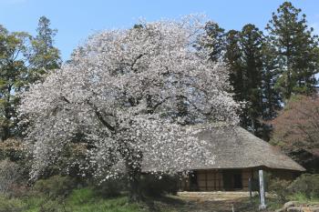 阿久沢家住宅　桜