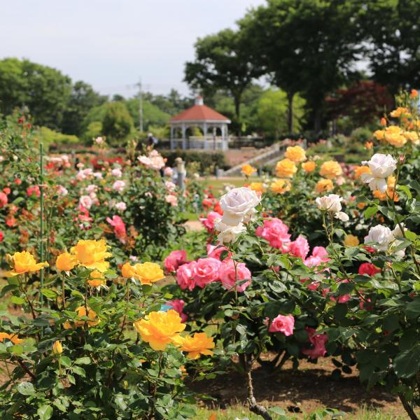 敷島公園門倉テクノばら園11